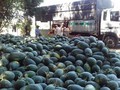 Nông sản Việt Nam xuất sang Trung Quốc chịu nhiều tác động bởi dịch do virus Corona chủng mới (Ảnh minh họa - Nguồn: Internet)