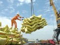 Giá lúa gạo đồng loạt tăng, thị trường xuất khẩu gạo sôi động.