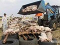 Tuy không gây nguy nhiểm đến tính mạng con người nhưng dịch lợn châu Phi đang là nguy cơ lớn đối với ngành chăn nuôi và chế biến thực phẩm các nước