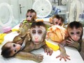5 con khỉ đã được các nhà khoa học Trung Quốc cấy gene người vào não.
