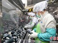NHiều nhà máy, xí nghiệp ở Trung Quốc đã phục hồi sản xuất (Ảnh: CNS).