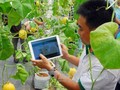 Giới thiệu hệ thống phần mềm quản lý sản xuất mô hình trồng dưa lưới trong nhà màng tại TP Hồ Chí Minh. Ảnh: Mạnh Linh/TTXVN