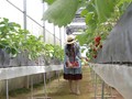 Mô hình trồng dâu tây công nghệ cao Nhật Bản tại Đà Lạt kết hợp du lịch
