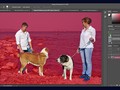 AI của Adobe sẽ giúp xác định chủ đề và nền trong những bức hình phức tạp tốt hơn. ẢNH: ADOBE
