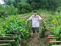 Nhà khoa học Trần Văn Ơn dồn tâm huyết nghiên cứu cây thìa canh trong nhiều năm liền