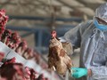 Bé 8 tuổi bị viêm não do cúm gia cầm H5N1, vi rút tấn công hệ thần kinh