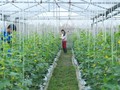 Hà Nội bổ sung gần 49 tỷ đồng để ứng dụng công nghệ cao trong sản xuất nông nghiệp