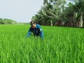 Canh tác lúa thông minh, tiền đề cho chuyển đổi số nông nghiệp