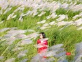 Cỏ tranh nở trắng trời thu hút giới trẻ Đà Nẵng (Ảnh Hồ Xuân Mai)