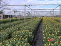 Làng hoa Dương Sơn (Đà Nẵng) vào vụ Tết