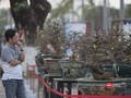 Người mê mai vàng bị các "siêu phẩm" hội thi Mai vàng Đà Nẵng năm 2023 "thôi miên"