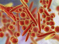 Viêm phổi do Mycoplasma là một bệnh nhiễm trùng ở phổi khá phổ biến