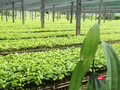 Trung tâm nhân giống dược liệu quý tại Quảng Nam