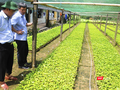 Trung tâm bảo tồn và nuôi trồng dược liệu tại Quảng Nam