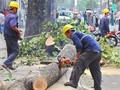 Việc đốn hạ cây xanh của Hà Nội đã vấp phải phản ứng quyết liệt từ người dân và dư luận