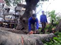 Hà Nội sẽ chặt hạ những cây có nguy cơ gãy đổ trong mùa mưa bão