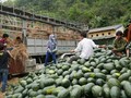 Năm nào cảnh tắc nghẽn, đổ bỏ nông sản cũng diễn ra tại cửa khẩu Tân Thanh