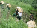 Buôn lậu qua đường tiểu ngạch ở biên giới hết sức phức tạp