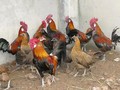 Gà rừng thuần chủng đang được nuôi với số lượng hàng ngàn con tại Hòa Bình