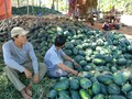 Dưa Tết Bình Thuận bán đổ đống ven đường do thương lái không thu mua. Ảnh: Tư Huynh