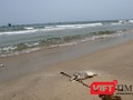 Đã xuất hiện cá chết dạt vào bờ biển Đà Nẵng