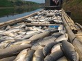 3 ngày qua, nguồn nước sông Bưởi bị ô nhiễm nặng khiến rất nhiều loài thủy sản chết bất thường. Sáng 7/5, nhiều tấn cá lồng của người dân các xã Thành Mỹ, Thành Vinh, Thạch Cẩm... (Thạch Thành, Thanh Hóa) tiếp tục chết.