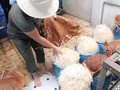 Giá đỗ được sản xuất ở cơ sở của bà Phượng