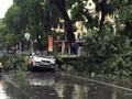 Một cây xanh cỡ lớn đổ chắn ngang đường Hai Bà Trưng đè lên ô tô.