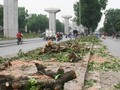 Chủ trương chặt hạ, thay thế 6.700 cây xanh trên địa bàn thành phố Hà Nội đang nhận được rất nhiều ý kiến từ phía người dân và dư luận. 