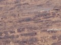 Lực lượng Houthi tấn công tiêu diệt thiết giáp Mỹ LAV-25 trên địa phận tỉnh Saada.