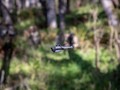 Máy bay không người lái nano Black Hornet® 3 (UAV). Ảnh: Military Leak.