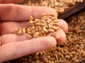 Các vật liệu hiện đang dùng cho gia súc và cá có thể được chuyển hướng để tăng lương thực, thực phẩm cho con người. Ảnh SciTechDaily