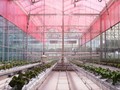 Thử nghiệm sử dụng lớp phim lọc ánh sáng tia cực tím thành ánh sáng đỏ với sự tăng trưởng của thực vật. Ảnh E&T