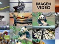 Các video ngắn do Imagen Video của Google tạo lên từ văn bản và một ảnh dữ liệu đầu vào. Ảnh Indian Express.