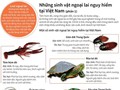 Những sinh vật ngoại lai gây nguy hiểm cho môi trường Việt Nam. (Nguồn: TTXVN)