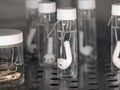Tai nghe AirPods được Apple ngâm trong lọ đựng mồ hôi nhân tạo.
