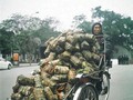 Hình ảnh rộn ràng mỗi khi Tết sang.