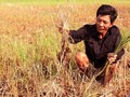 Người dân vùng ĐBSCL chống chọi với hạn hán và xâm nhập mặn
