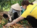 Nhân viên bưu điên giúp người dân tiêu thụ vải thiều. Ảnh Vietnam Post
