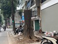 Cây sao đen trên phố Lò Đúc bị chặt hạ. Ảnh: Đình Sơn.