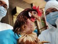 Cúm gia cầm có nguy cơ lây lan trong thời gian tới (Ảnh: TTXVN)