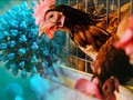 Vì sao cúm gia cầm nguy hiểm hơn COVID-19?