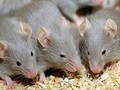 Mùi của nam giới khiến chuột căng thẳng hơn nữ giới (Ảnh: AFT)
