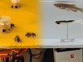 Thiết bị đầu cuối đặt giữa đàn ong và robot đặt giữa đàn cá làm nhiệm vụ phiên dịch giữa 2 loài.