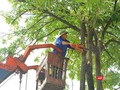 Cắt tỉa cây xanh bằng xe nâng tại Hà Nội