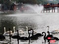 Đàn thiên nga 12 con đã được chuyển khỏi hồ Gươm