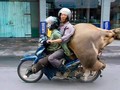 Chở cả người cả trâu trên một chiếc xe