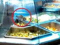 Chuột bò vào khay thức ăn ở Aeon Mall Tân Phú (ảnh: T.T.B)