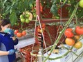 Thu hoạch cà chua cho hệ thống siêu thị Coles. (Nguồn ABC)