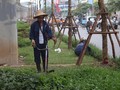 Công nhân chật vật cắt cỏ dại trên phố.